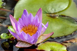 water-lily-1893220_1920
